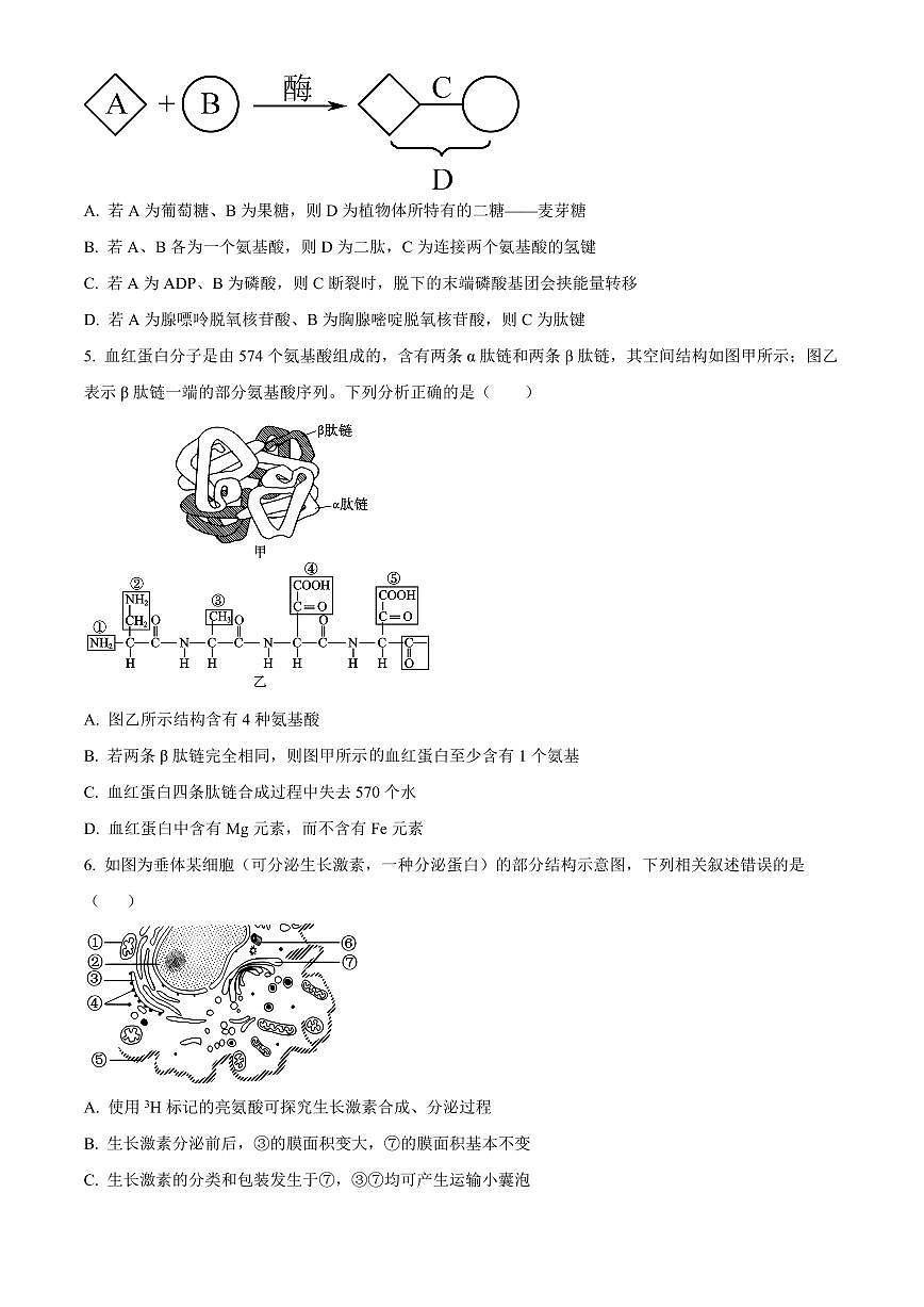 新疆喀什地区疏勒县2025-2026学年高一上学期期末生物试卷（试卷+解析）第2页