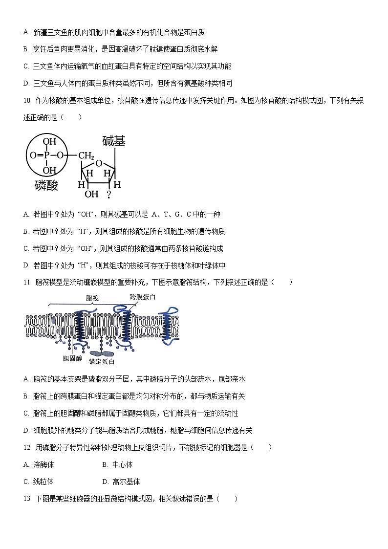 2025-2026学年新疆维吾尔自治区喀什市高一上学期期末考试生物试卷（学生版）第3页