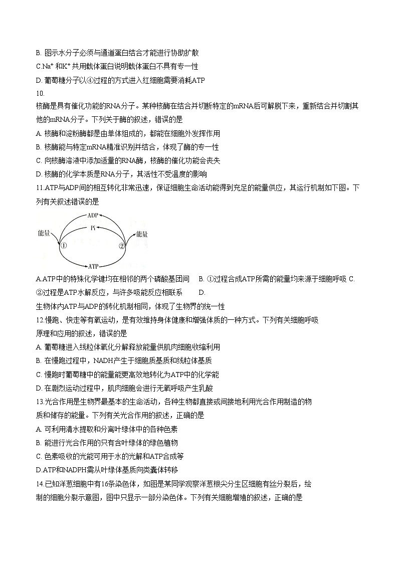 河南安阳市林州市2025_2026学年高一上学期2月期末生物试题（文字版，含答案）第3页