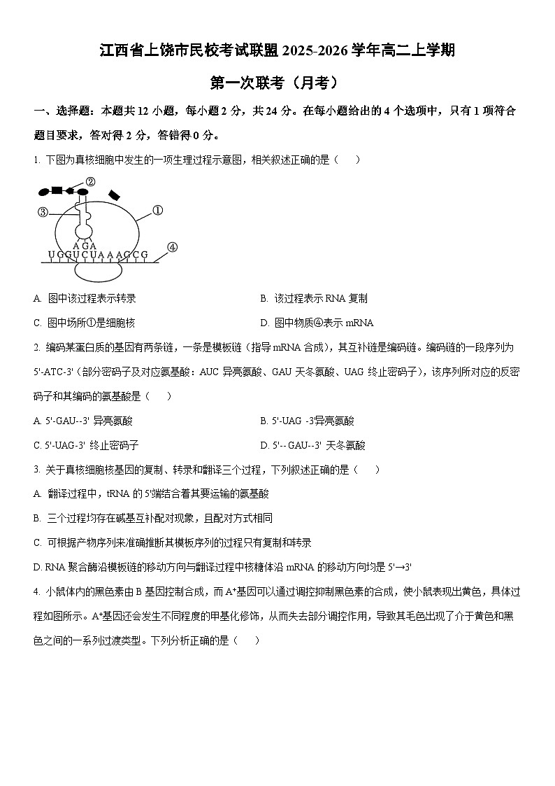 2025-2026学年江西省上饶市民校考试联盟高二上学期第一次联考（月考）生物试卷（学生版）第1页