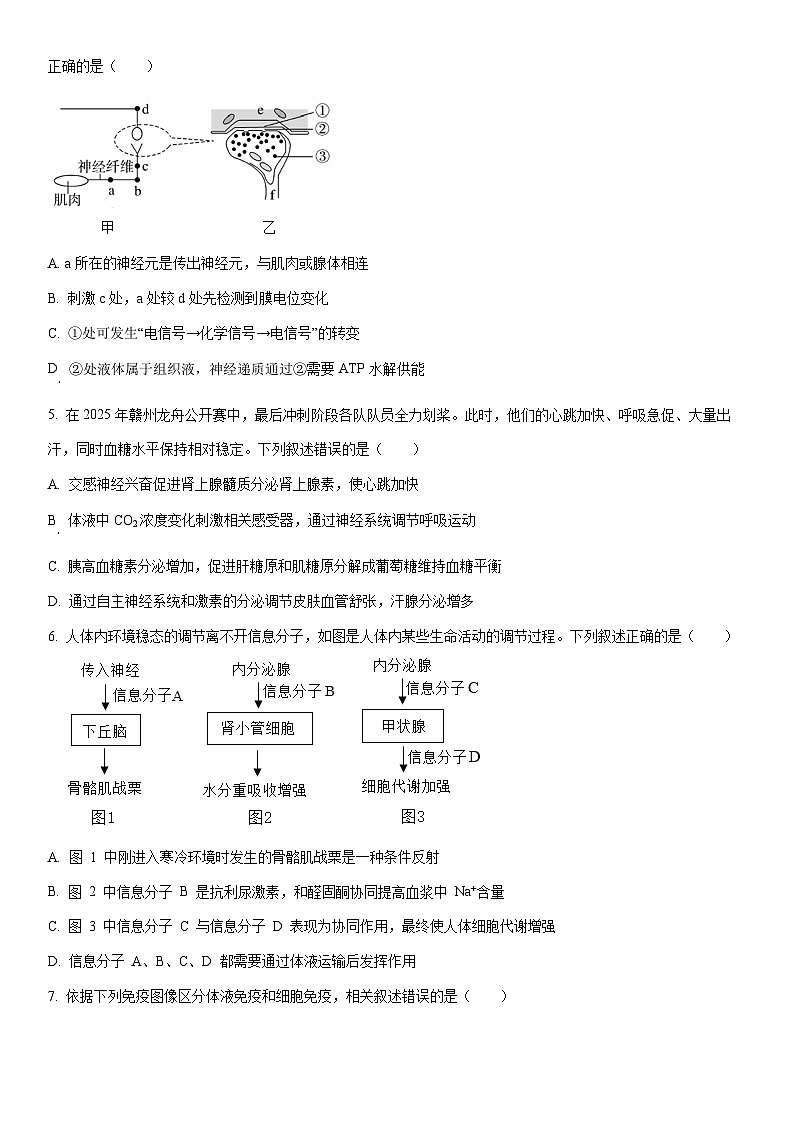 2025-2026学年新疆维吾尔自治区喀什地区英吉沙县多校高二上学期1月期末生物试卷（学生版）第2页