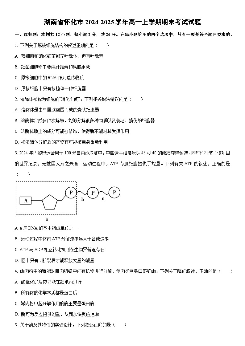 2024-2025学年湖南省怀化市高一上学期期末考试生物试卷（学生版）第1页