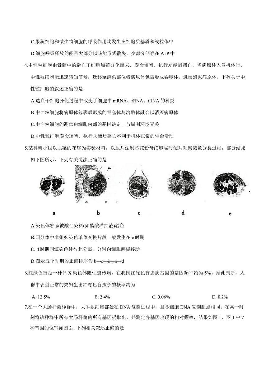 2025-2026学年山西省临汾市度第一学期期末考试高三生物学试卷（含答案）第2页
