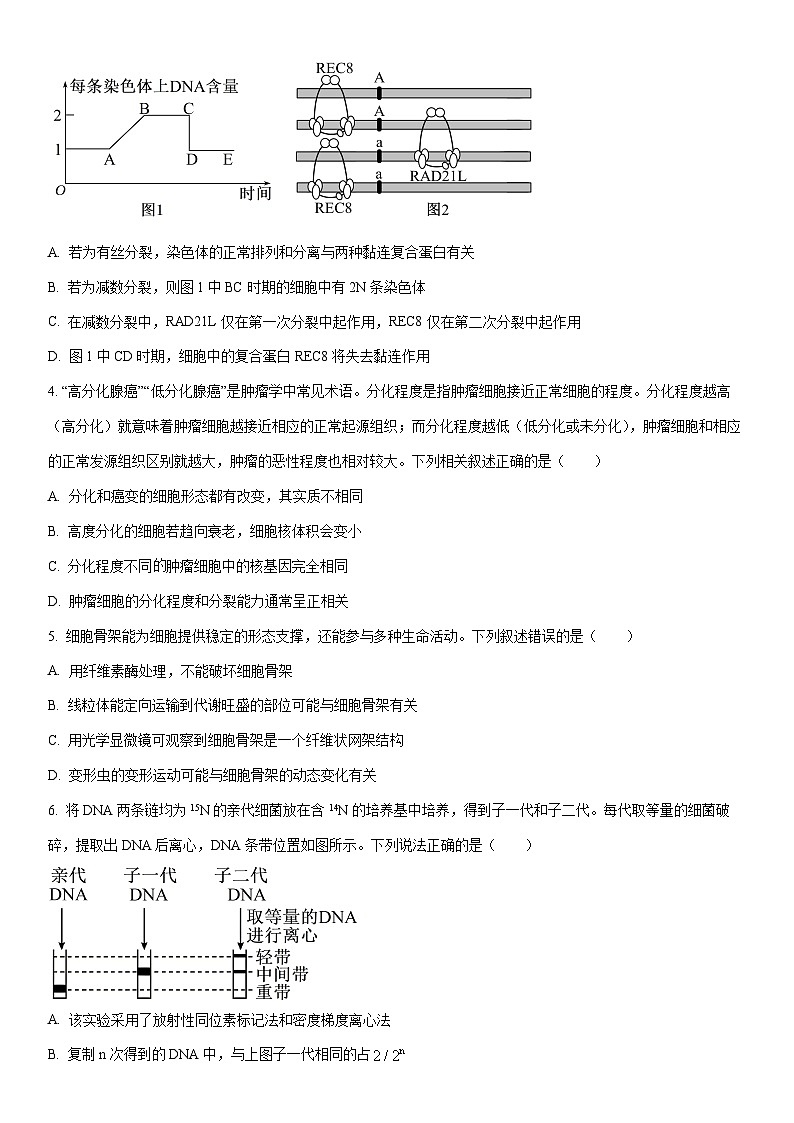 2025-2026学年辽宁省丹东市高三上学期期末生物试卷（学生版）第2页