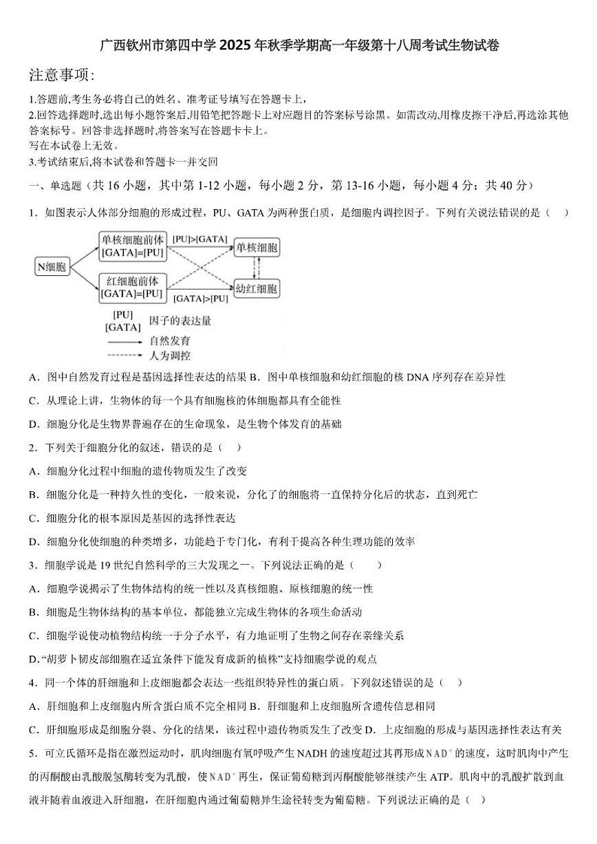 广西钦州市第四中学2025-2026学年高一上学期第十八周考试生物试卷（含答案）第1页