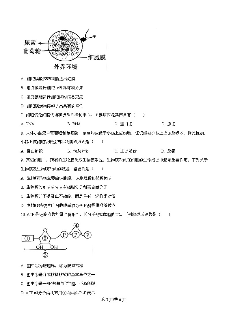 精品解析：泸州市2025-2026学年高一年级上期末质量检测生物试题（原卷版）第2页