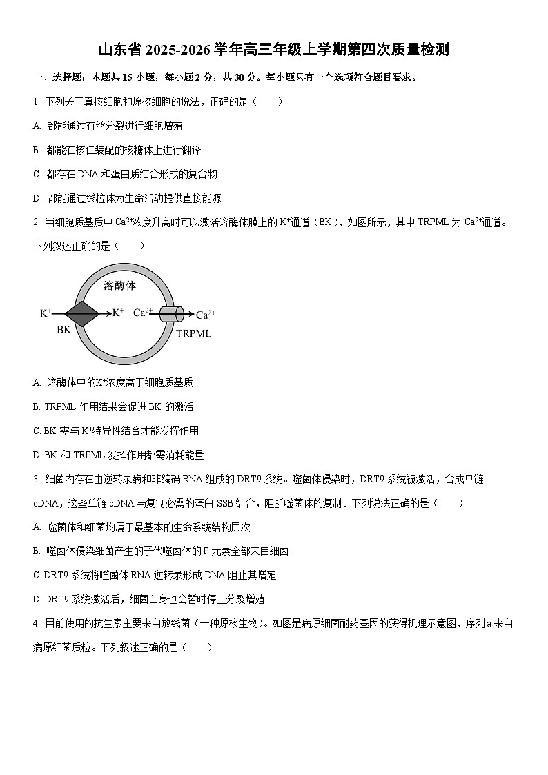 2025-2026学年山东省高三年级上学期第四次质量检测生物试卷（学生版）第1页