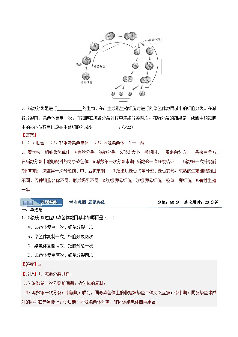 高考生物一轮考点通关卷13 减数分裂和受精作用（解析版）第2页