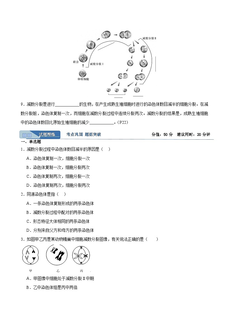 高考生物一轮考点通关卷13  减数分裂和受精作用（原卷版）第2页
