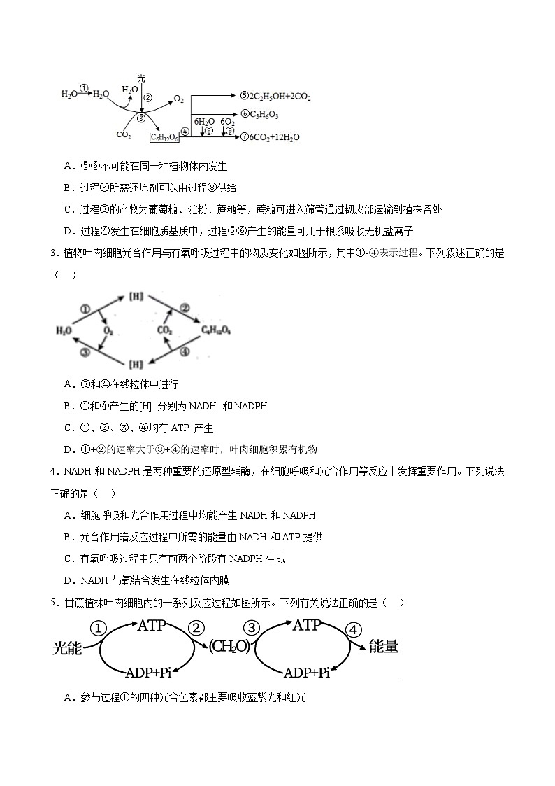 高考生物一轮考点通关卷11 细胞代谢综合分析（原卷版）第2页