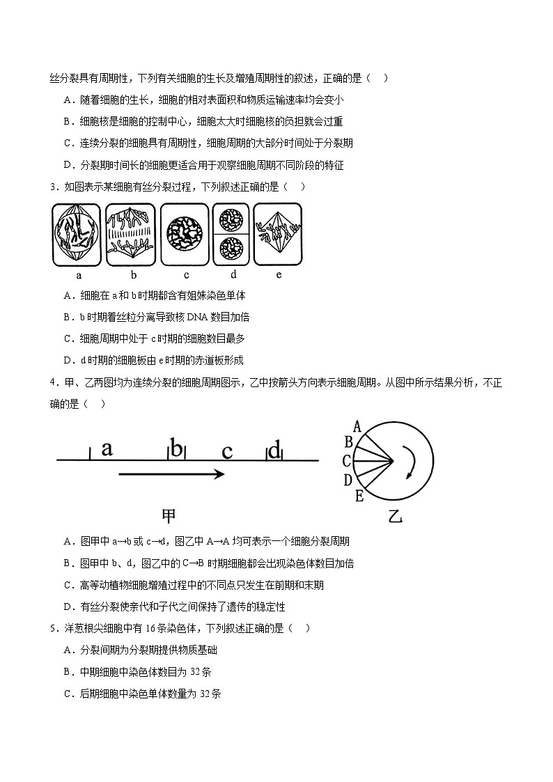 高考生物一轮考点通关卷12 细胞增殖（原卷版）第2页