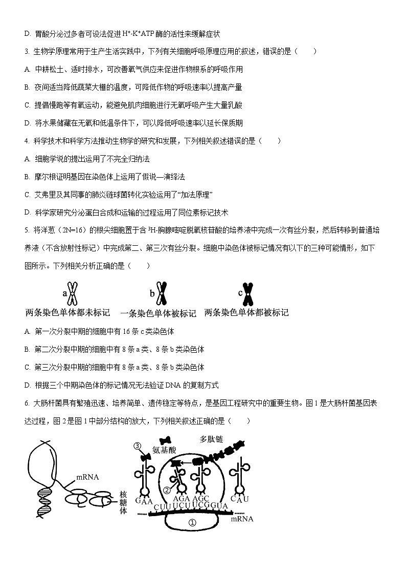 2026届安徽宿州市高三上学期期末教学质量检测生物试卷（学生版）第2页