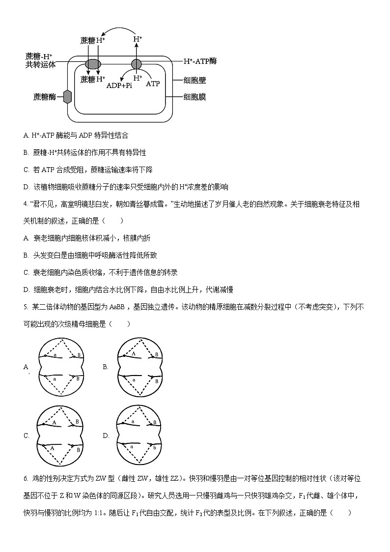2026届云南昭通市高三上学期模拟考试生物试卷（学生版）第2页