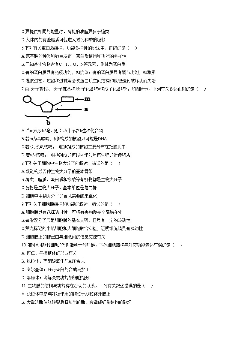 北京师范大学附属中学2025_2026学年高一上学期期末生物试题（图片版，含答案）第2页