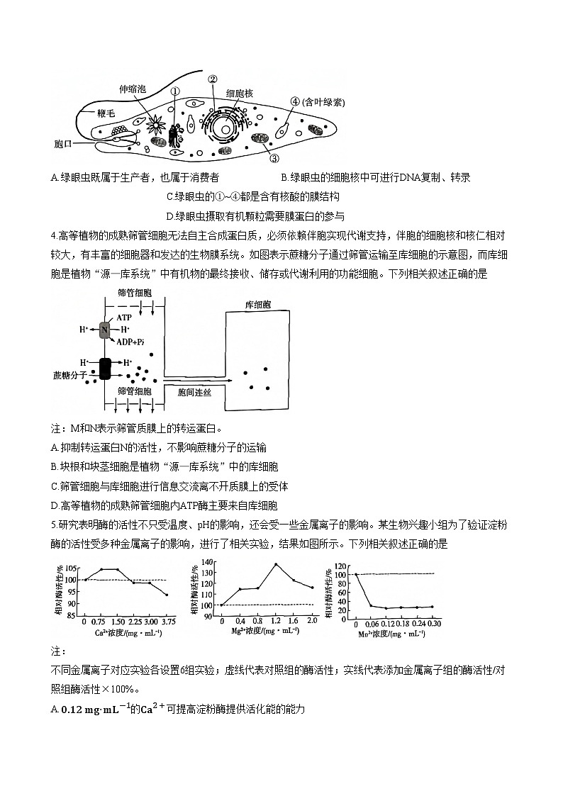安徽省亳州市普通高中2025一2026学年度第一学期高三期末质量检测生物学试题（文字版，含答案）第2页