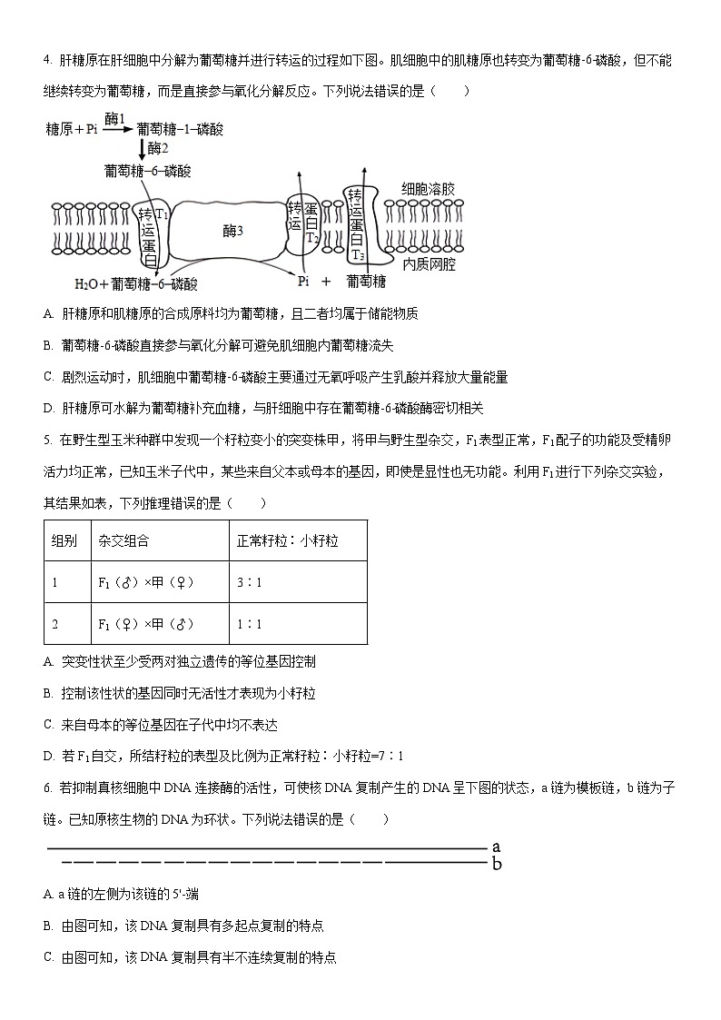 2025-2026学年山东省菏泽市高三上学期期末考试生物试卷（学生版）第2页