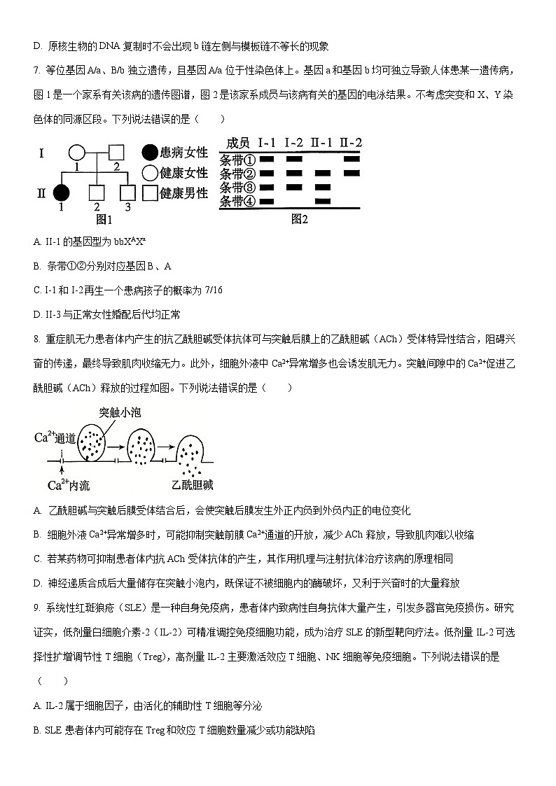 2025-2026学年山东省菏泽市高三上学期期末考试生物试卷（学生版）第3页