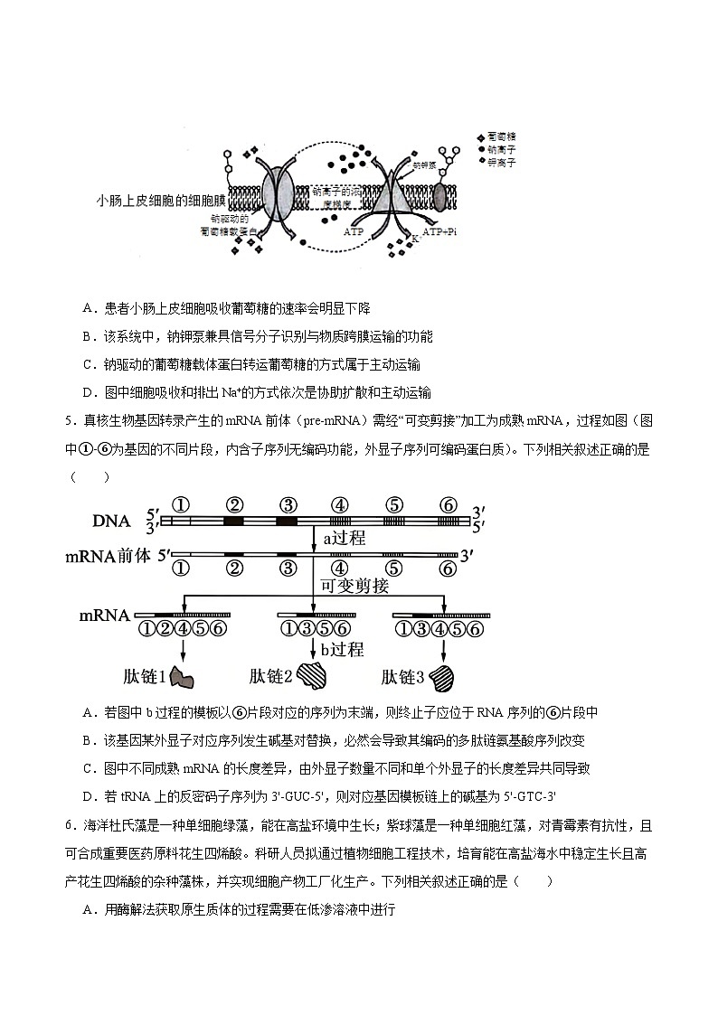 四川省绵阳南山中学2026届高三上学期第五次教学质量检测生物试卷（Word版附答案）第2页