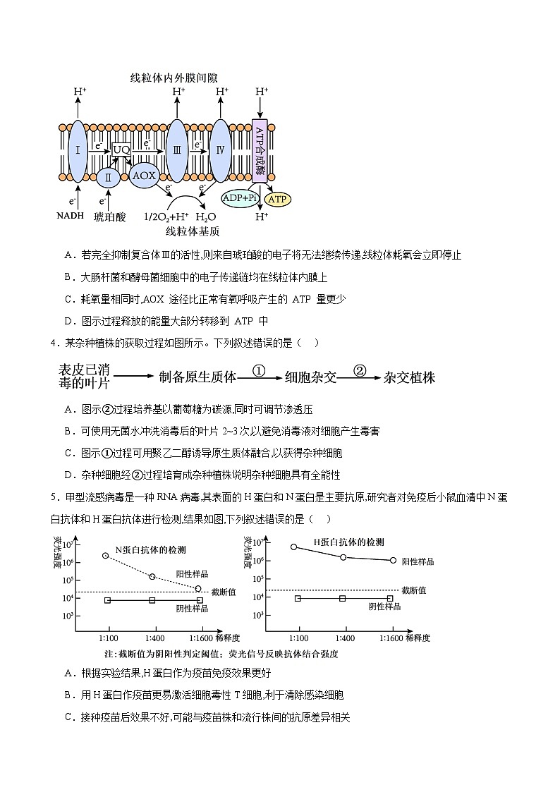 重庆市第八中学2026届高三上学期1月一模生物试卷（Word版附答案）第2页