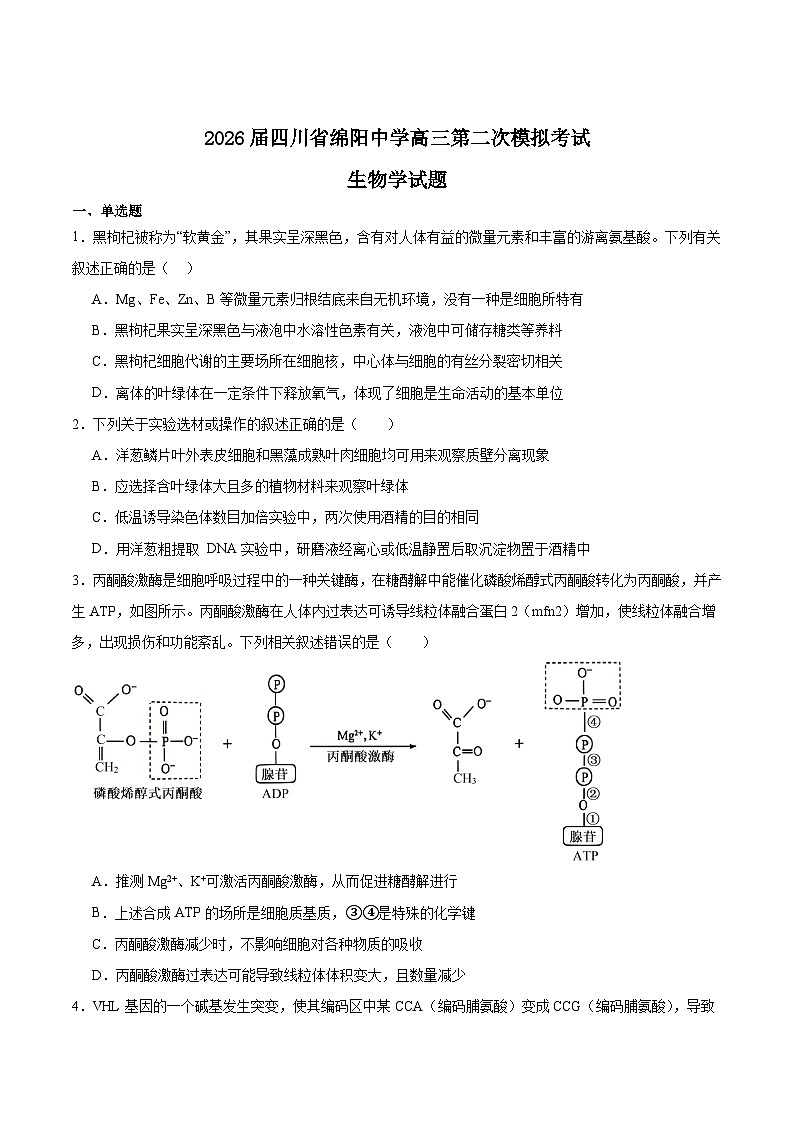 四川省绵阳中学2026届高三上学期第二次模拟考试生物试卷（Word版附答案）第1页