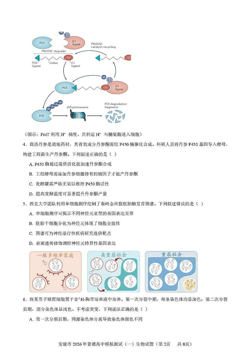 2026届陕西安康市高三一模生物试题（高考模拟）第2页