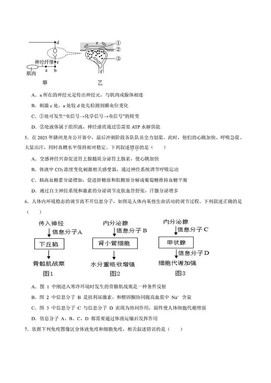 2025-2026学年新疆维吾尔自治区喀什地区英吉沙县多校高二上学期期末考试生物试卷（含答案）第2页