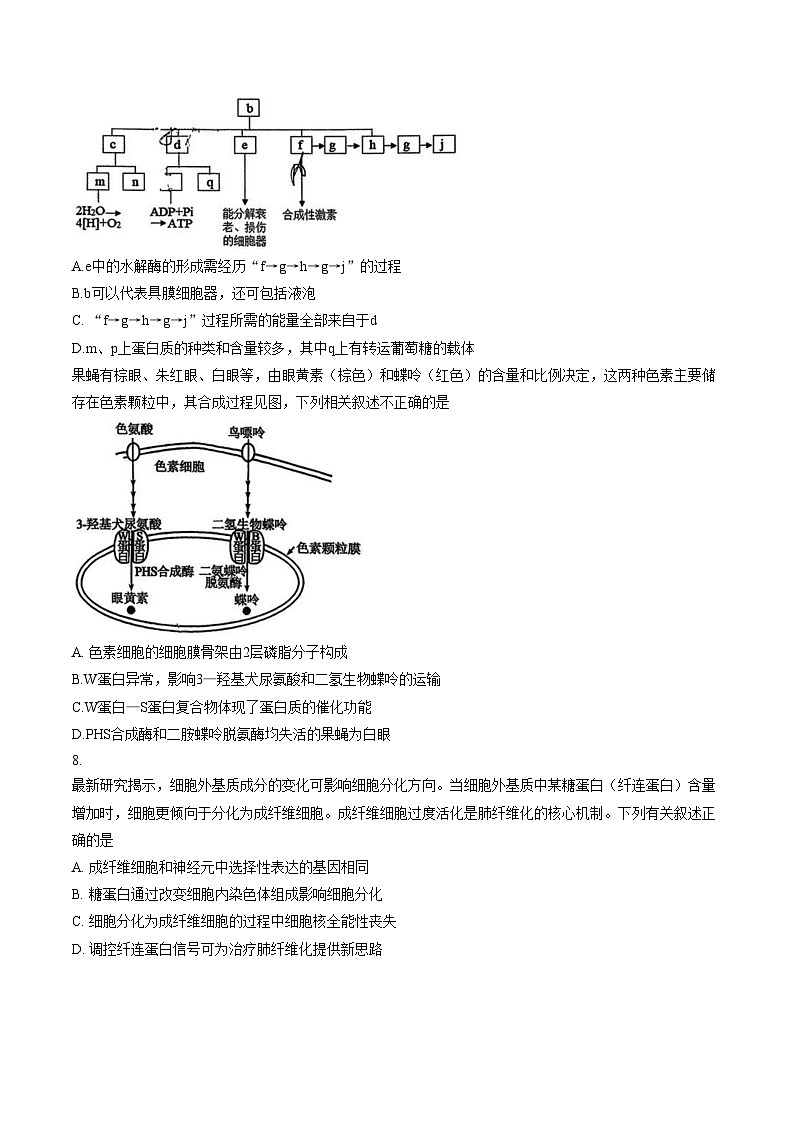 广东深圳外国语学校2025_2026学年度高一年级第一学期期末考试生物学试题（文字版，含答案）第3页