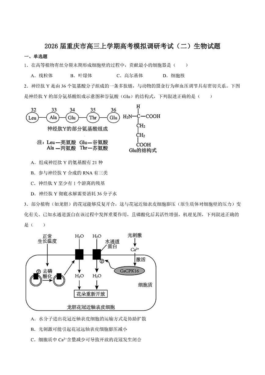 2026届重庆市高三上学期12月高考模拟调研考试（二）生物试卷（含答案）第1页