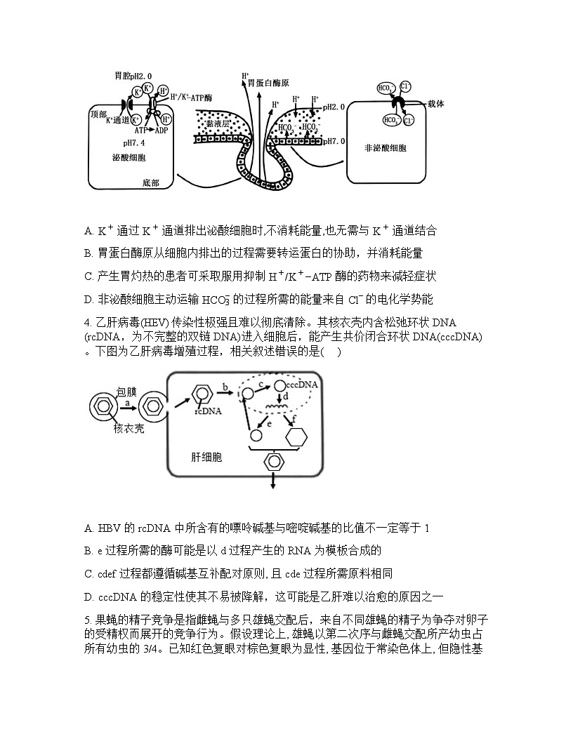 江西省重点中学协作体2026届高三高考一模生物试卷（含答案）第2页