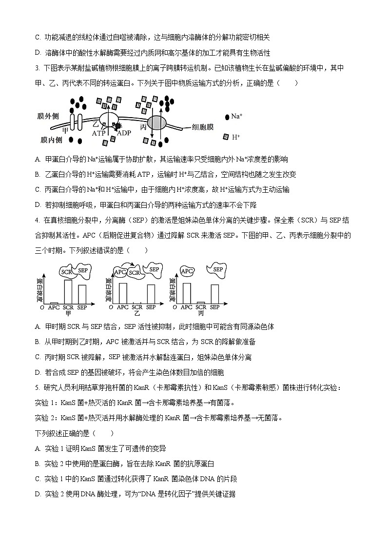 安徽铜陵市鼎尖名校2025-2026学年高三上学期期末联考生物试题（试卷+解析）第2页