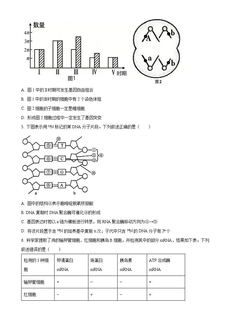 贵州省安顺市2025—2026学年度第一学期期末教学质量监测 高三生物学试题（试卷+解析）第2页