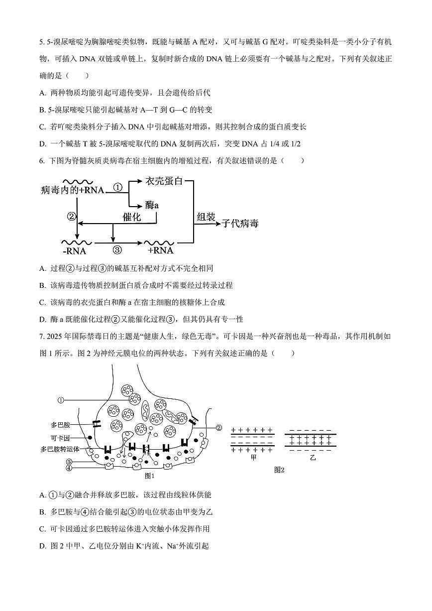 河北沧州市2025-2026学年高三上学期2月期末生物试题（试卷+解析）第2页