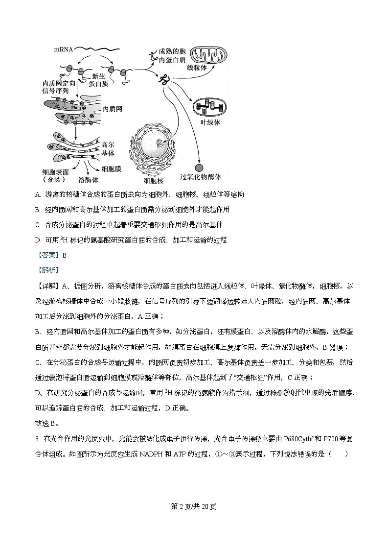 安徽蚌埠市2026届高三年级第第一次教学质量检查考试生物试题  Word版含解析第2页