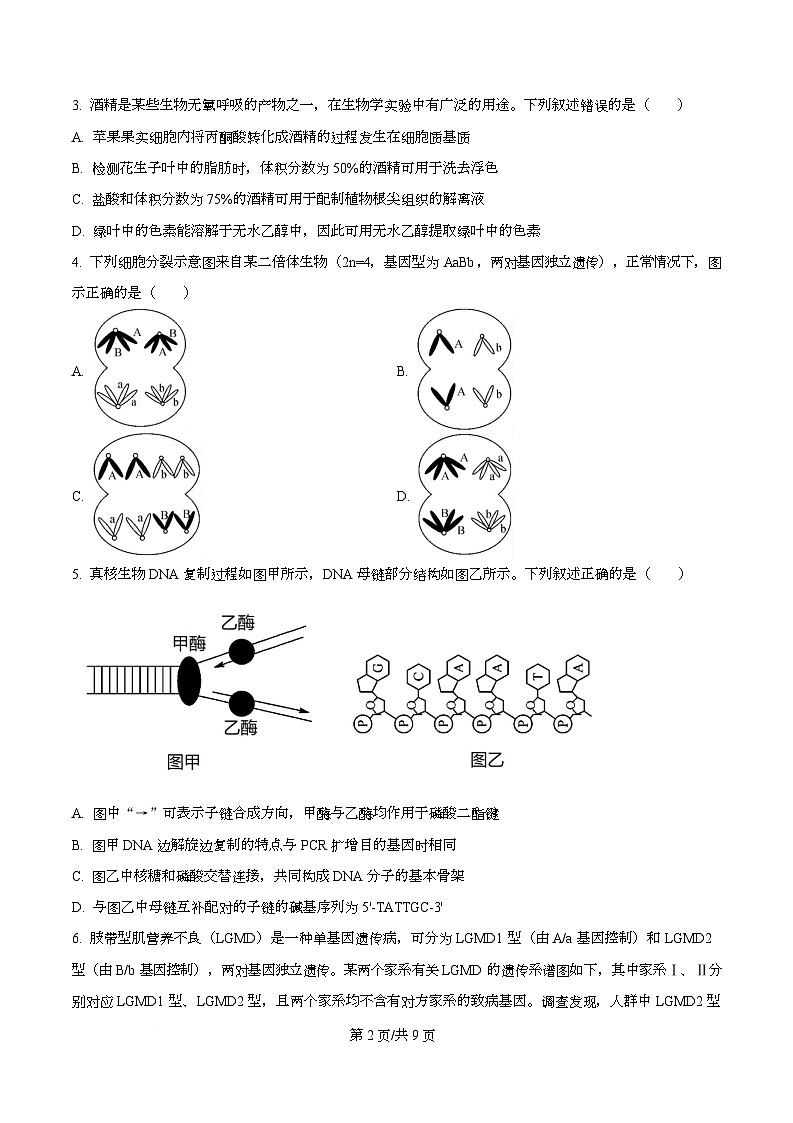 安徽省华师联盟2025-2026学年高三上学期1月质量检测生物试题 Word版无答案第2页
