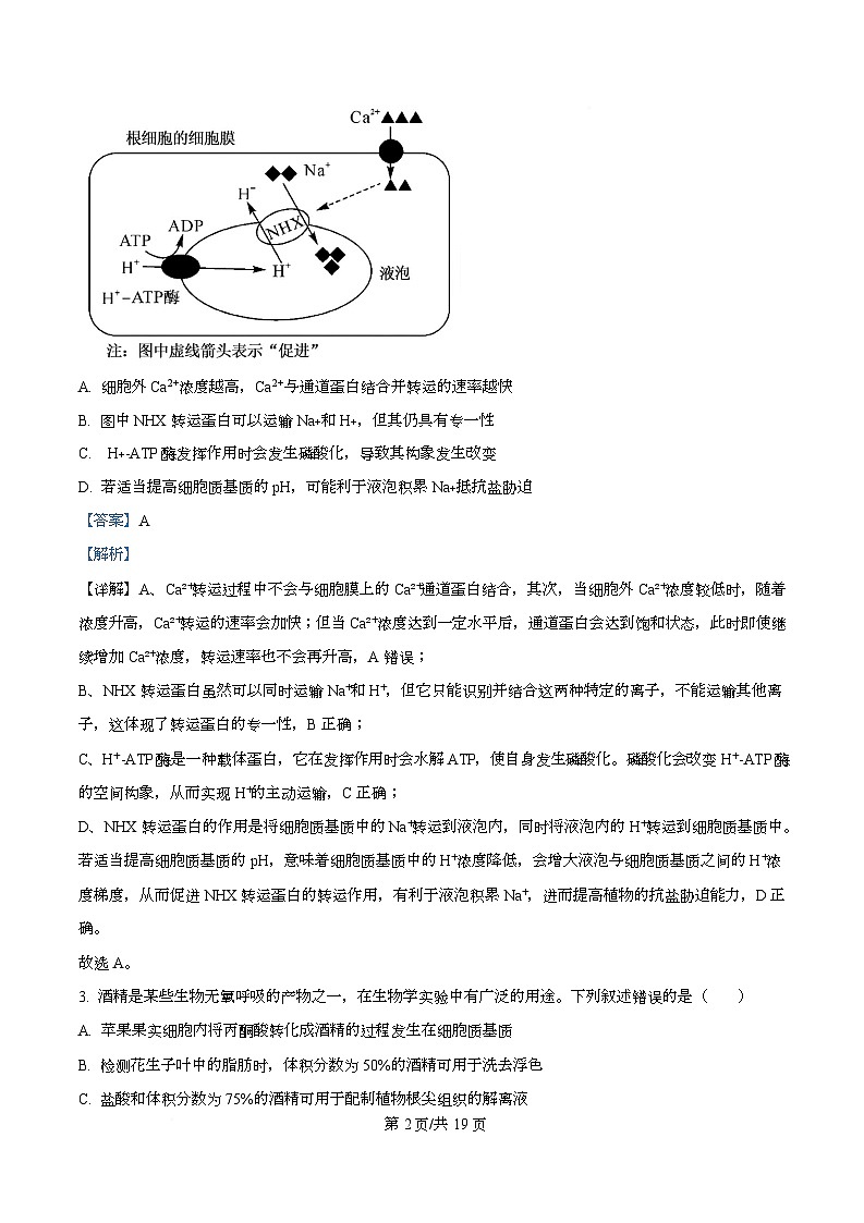 安徽省华师联盟2025-2026学年高三上学期1月质量检测生物试题 Word版含解析第2页