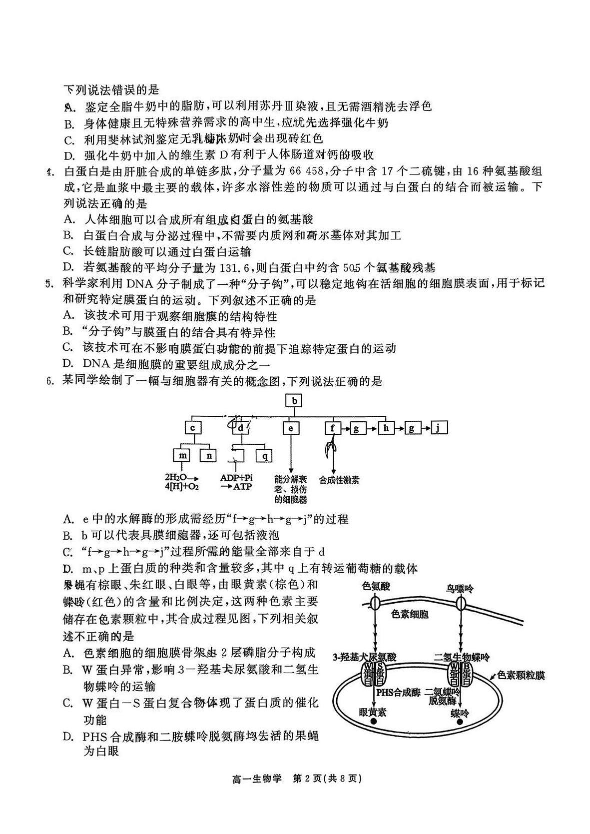 广东深圳外国语学校2025-2026学年度高一年级第一学期期末考试生物学试题第2页