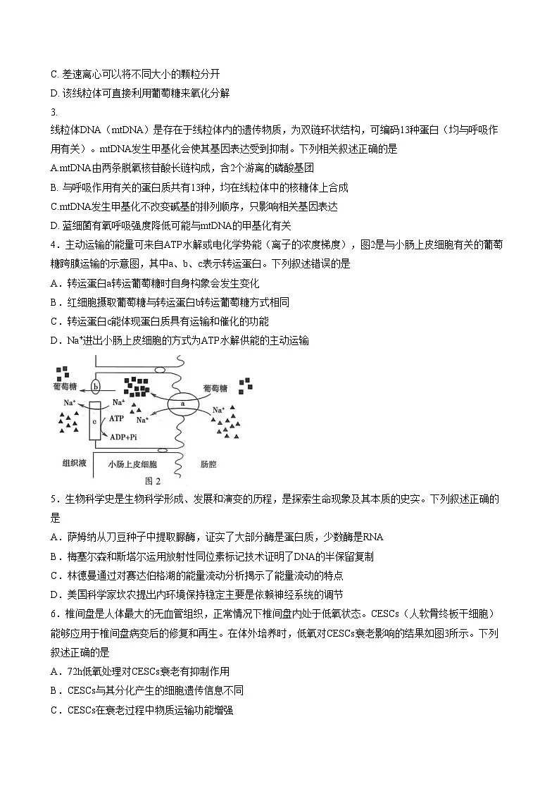 2026届广东省梅州市高三3月一模总复习质检生物试卷（文字版，含答案）第2页