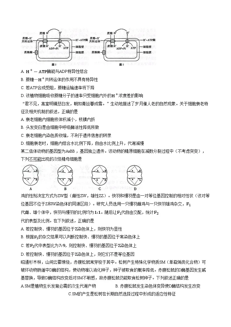 云南昭通市2026届高中毕业生上学期模拟考试高三生物学试卷（文字版，含答案）第2页
