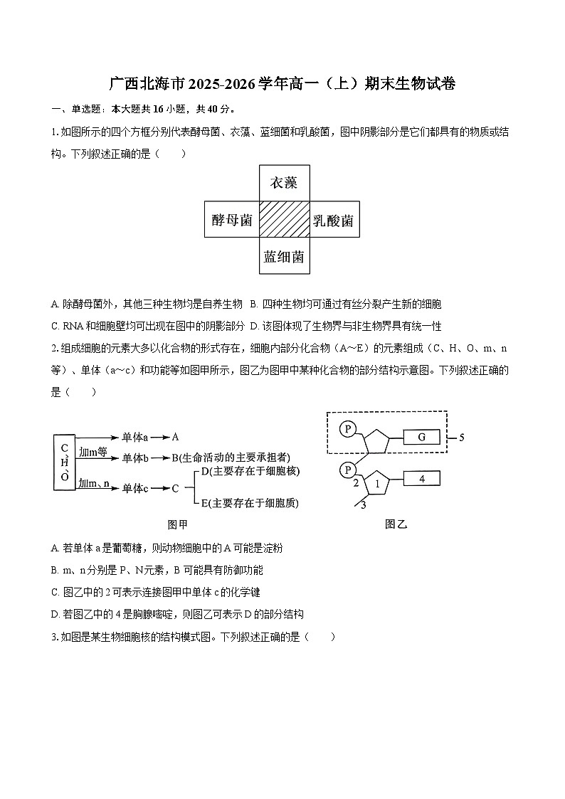 广西北海市2025-2026学年高一（上）期末生物试卷第1页