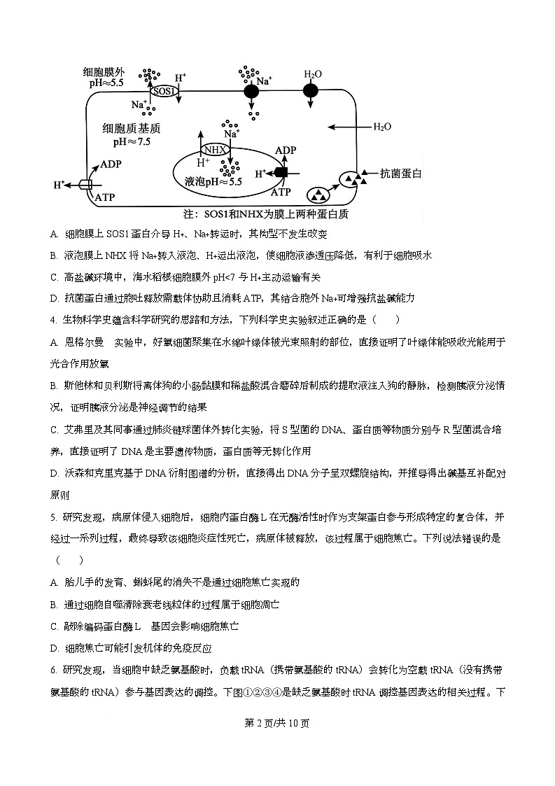 湖北部分重点中学2025—2026学年高三上学期第二次联考生物试卷  Word版无答案第2页