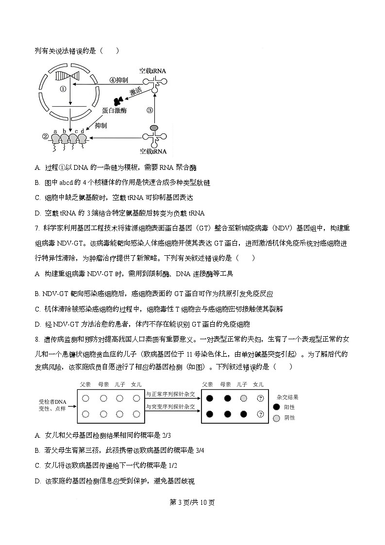湖北部分重点中学2025—2026学年高三上学期第二次联考生物试卷  Word版无答案第3页