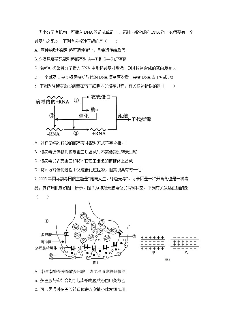 【生物】河北省沧州市2025-2026学年高三上学期2月期末试题（学生版）第2页