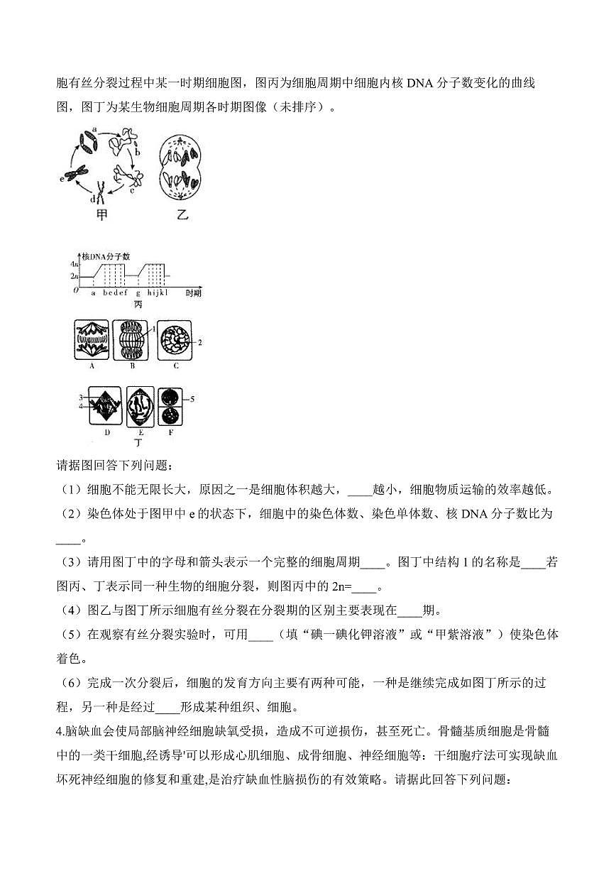 专题4 细胞的生命历程（非选择题）——高考生物学第一轮复习模块分练【新高考版】（含解析）第3页