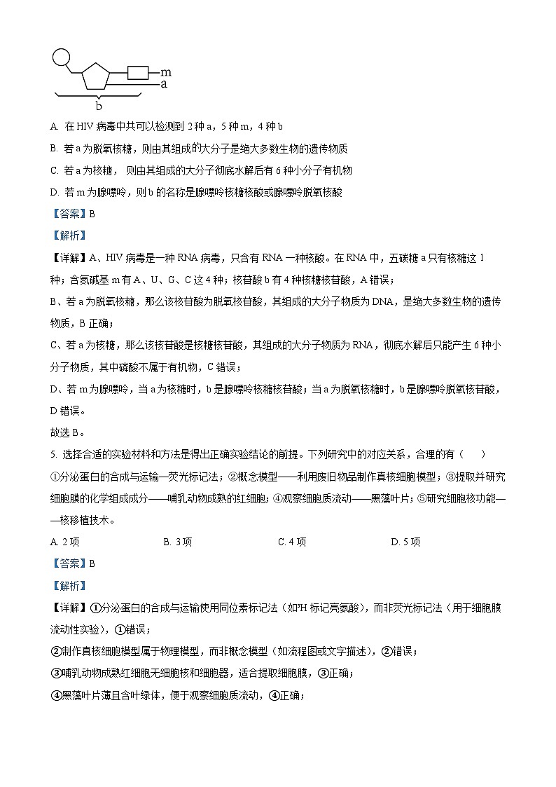 安徽六安市第一中学2025年秋学期高一年级期考试生物试卷（解析版）第3页