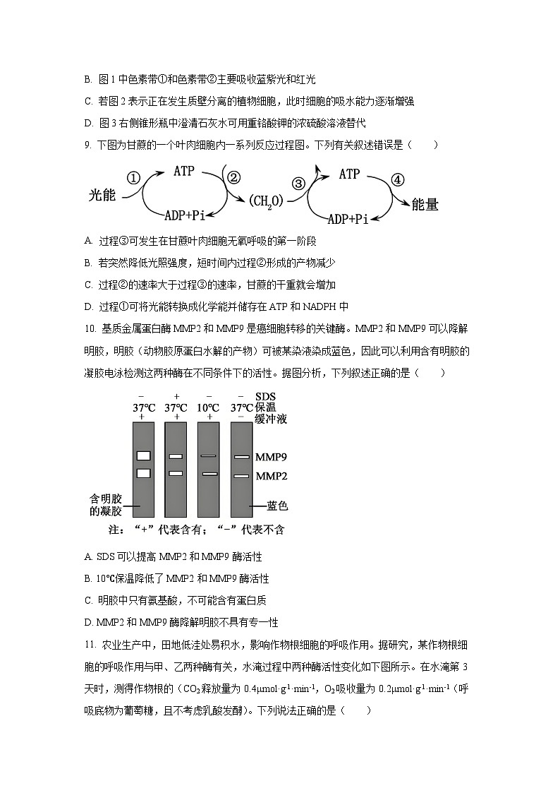 【生物】四川省字节精准教育联盟2025-2026学年高一上学期1月期末试题（学生版）第3页