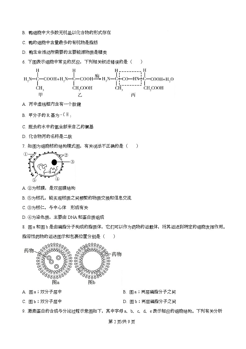 市示范2024-2025学年高一上学期期末生物试卷  Word版无答案第2页