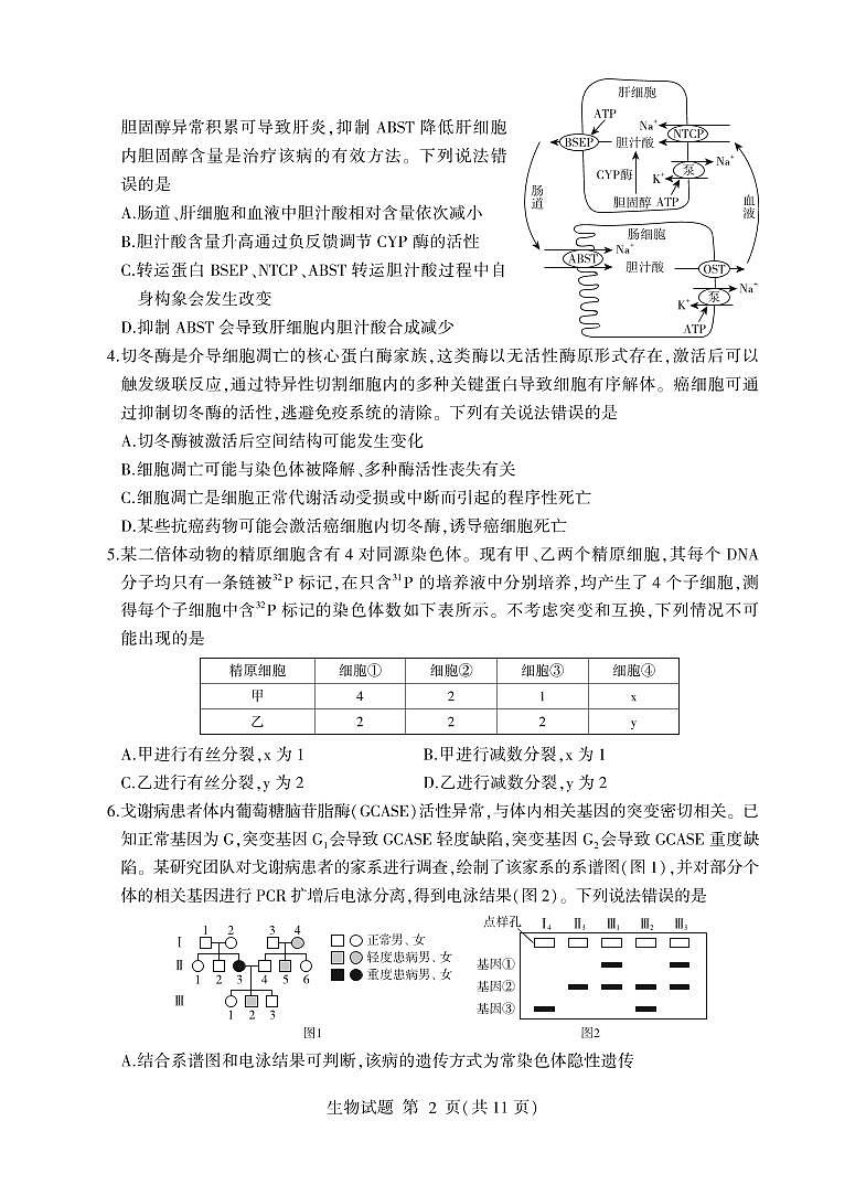 生物-山东省临沂市2026年普通高等学校招生全国统一考试试卷及答案（模拟）（临沂一模）第2页