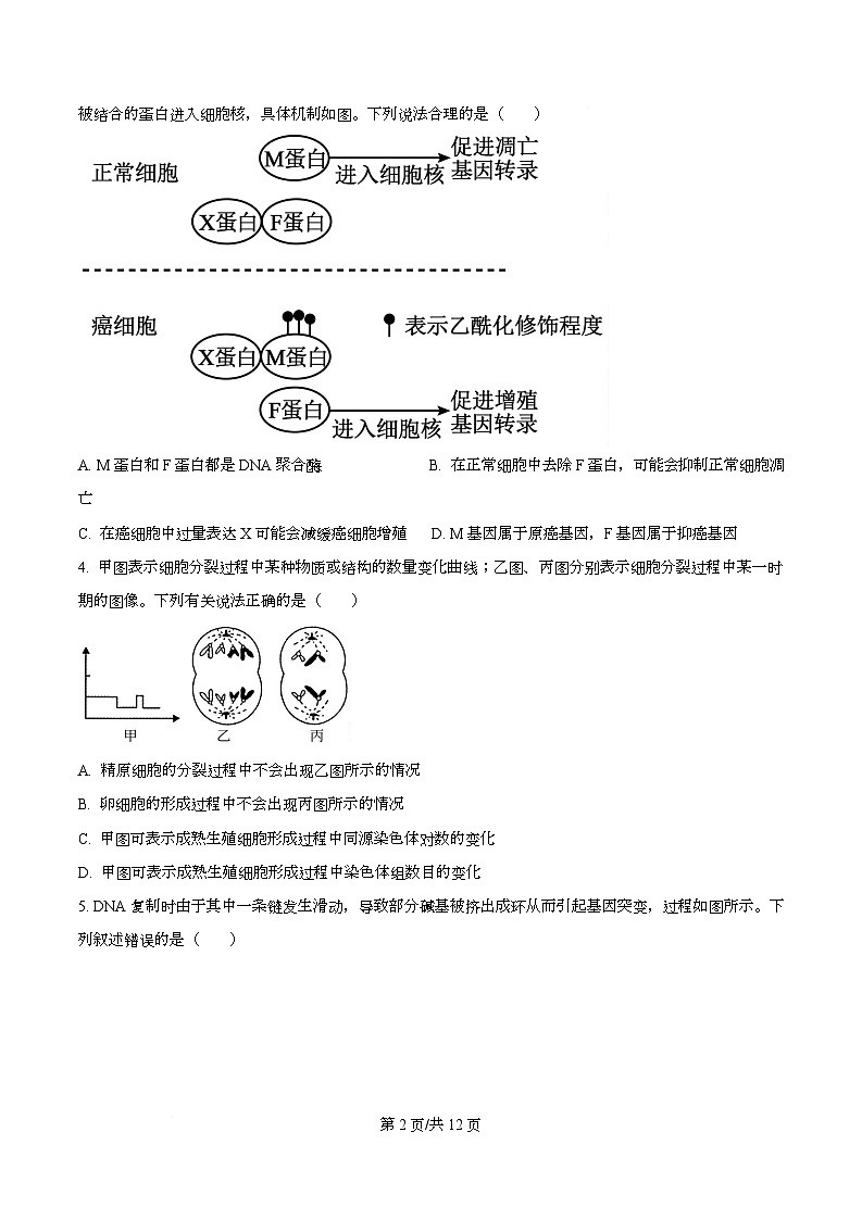 湖南省长沙市雅礼中学2025-2026学年高三下学期开学生物试题（原卷版）第2页