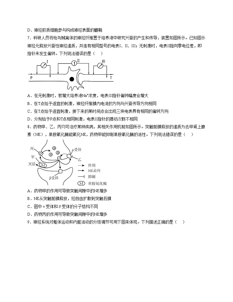 四川省泸州市高级中学校2025_2026学年高二上学期10月月考生物试题（文字版，含答案）第3页