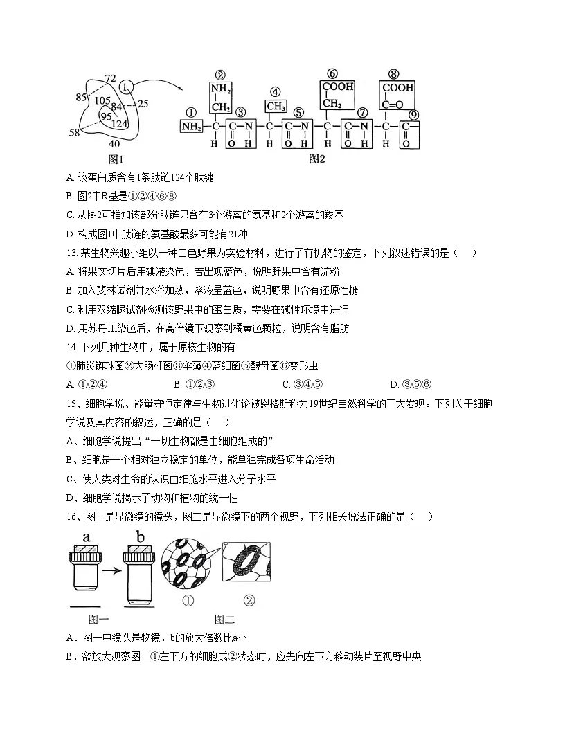 江苏省扬州大学附属中学2025_2026学年高一上学期11月期中生物试题（文字版，含答案）第3页